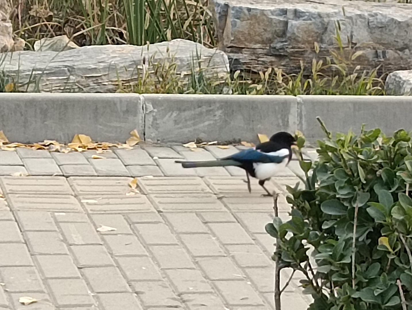 我真的不知道它是喜鹊